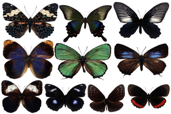 Butterflies Clipart for Creative Projects